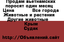 Продам вьетнамских поросят,один месяц › Цена ­ 3 000 - Все города Животные и растения » Другие животные   . Крым,Судак